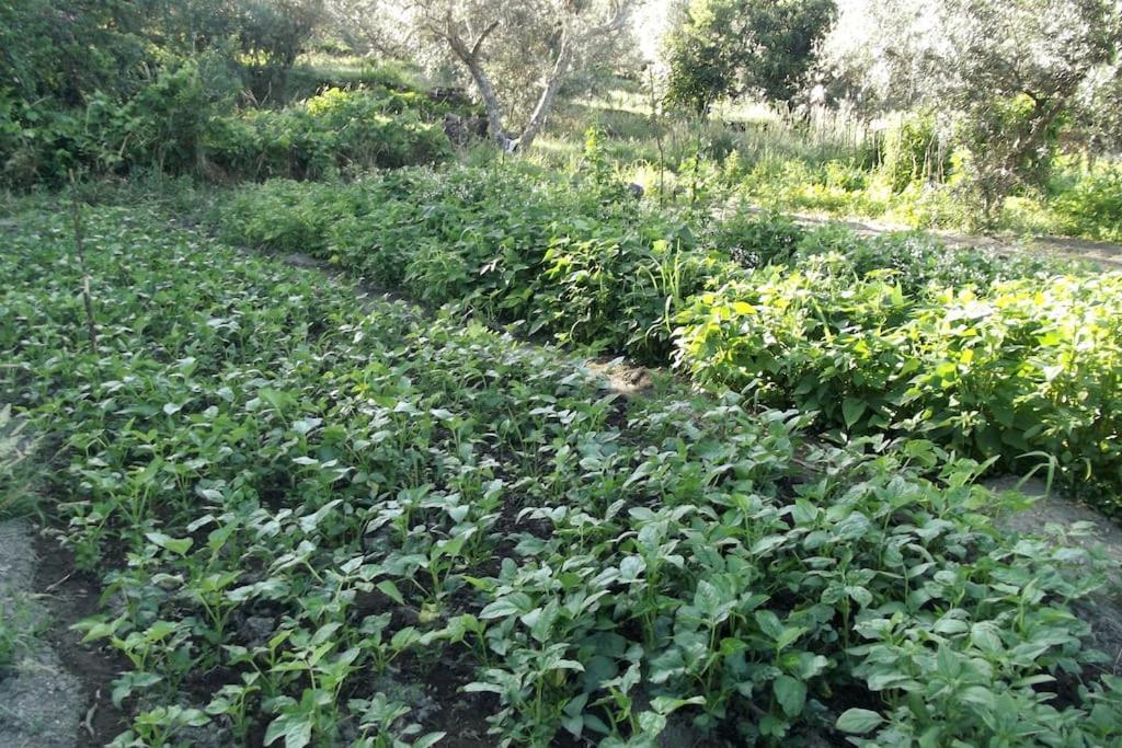 شقة Quinta Do Pina غوآردا المظهر الخارجي الصورة
